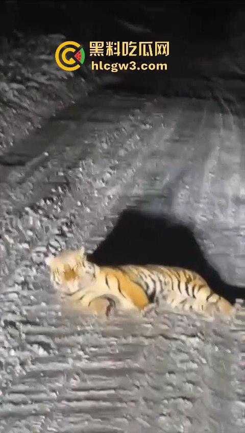 司机遇东北虎赖在公路上，喇叭按了几遍，结果虎王连动都不动，这哪是动物简直是路霸！-3